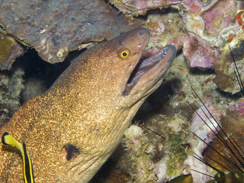 Moray eel, Ko Bida